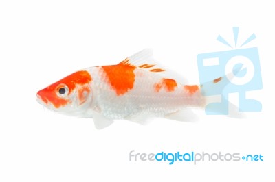 Koi Stock Photo