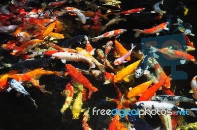 Koi Fish Stock Photo