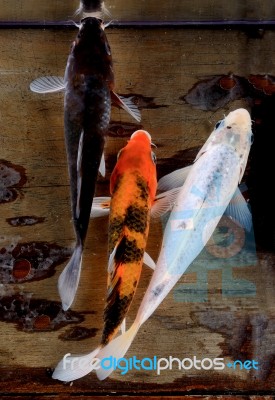 Koi Fish In The Fish Tank Stock Photo