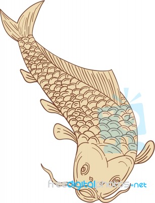 Koi Nishikigoi Carp Diving Down Drawing Stock Image