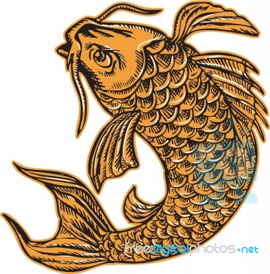 Koi Nishikigoi Carp Fish Jumping Etching Stock Image
