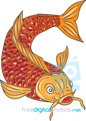Koi Nishikigoi Carp Fish Swimming Down Drawing Stock Image