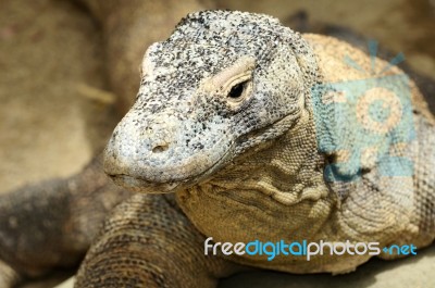 Komodo Dragon Stock Photo