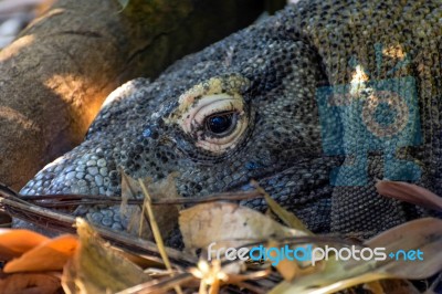 Komodo Dragon (varanus Komodoensis) Stock Photo