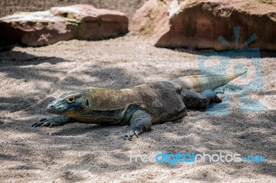 Komodo Dragon (varanus Komodoensis) At The Bioparc In Fuengirola… Stock Photo