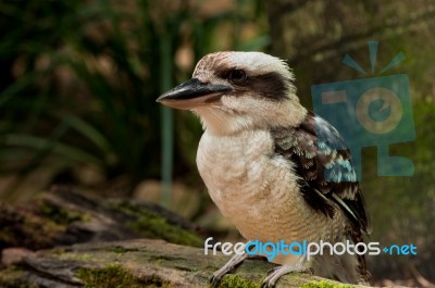 Kookaburra Stock Photo