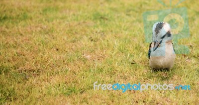 Kookaburra Close Up Outside During The Day Stock Photo