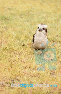 Kookaburra Close Up Outside During The Day Stock Photo