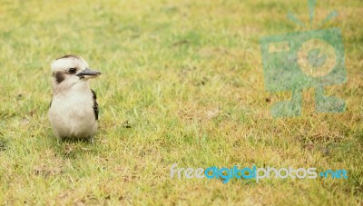 Kookaburra Close Up Outside During The Day Stock Photo