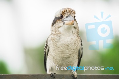 Kookaburra Gracefully Resting During The Day Stock Photo