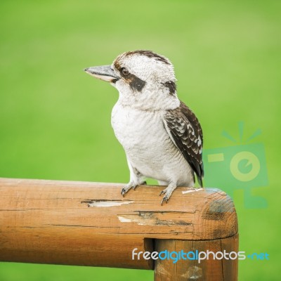 Kookaburra Gracefully Resting During The Day Stock Photo