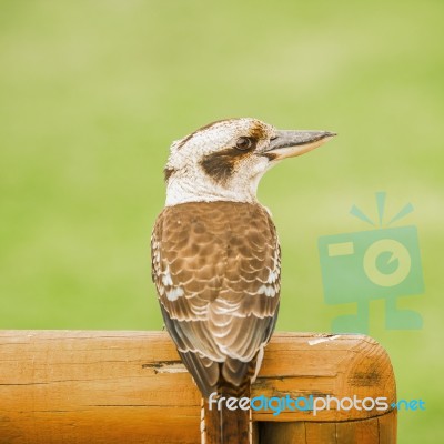 Kookaburra Gracefully Resting During The Day Stock Photo