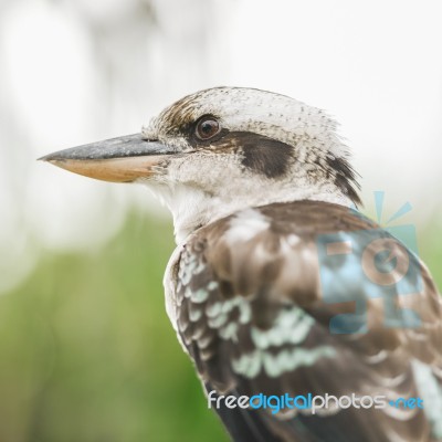 Kookaburra Gracefully Resting During The Day Stock Photo