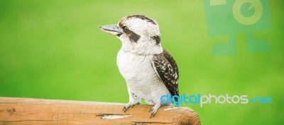 Kookaburra Gracefully Resting During The Day Stock Photo