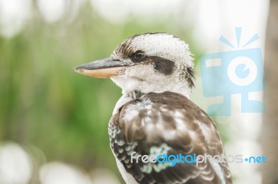 Kookaburra Gracefully Resting During The Day Stock Photo
