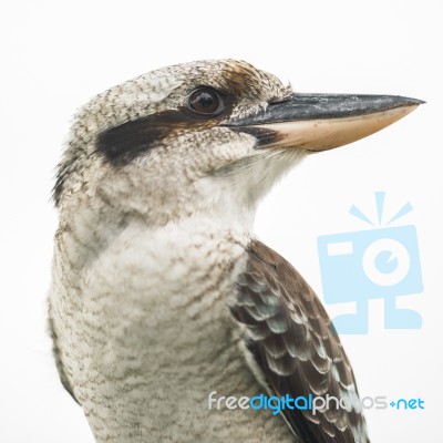 Kookaburra Gracefully Resting During The Day Stock Photo