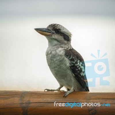 Kookaburra Gracefully Resting During The Day Stock Photo