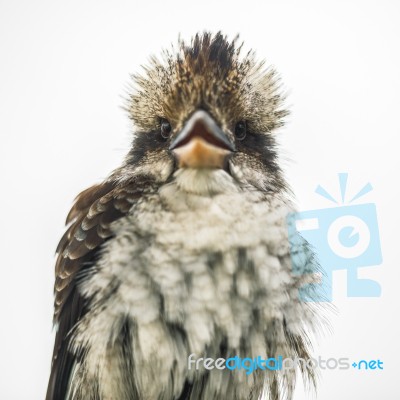 Kookaburra Gracefully Resting During The Day Stock Photo