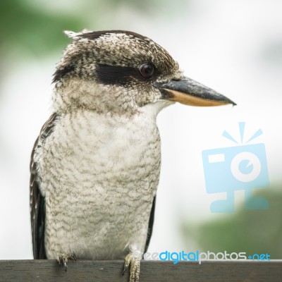 Kookaburra Gracefully Resting During The Day Stock Photo
