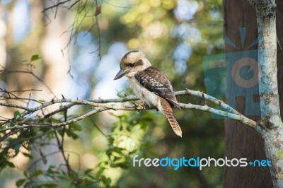 Kookaburra Gracefully Sitting In A Tree Stock Photo