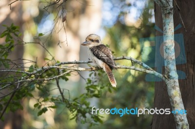 Kookaburra Gracefully Sitting In A Tree Stock Photo