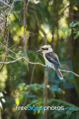 Kookaburra Gracefully Sitting In A Tree Stock Photo