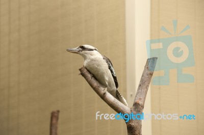 Kookaburra Gracefully Sitting In A Tree Stock Photo