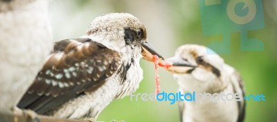 Kookaburras Fighting For Food During The Day Stock Photo