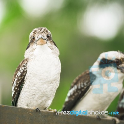 Kookaburras Gracefully Resting During The Day Stock Photo