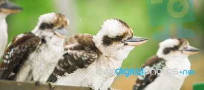 Kookaburras Gracefully Resting During The Day Stock Photo