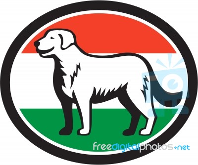 Kuvasz Dog Hungarian Flag Oval Retro Stock Image