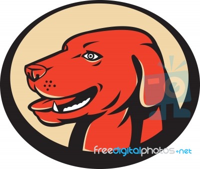 Labrador Golden Retriever Dog Head Stock Image