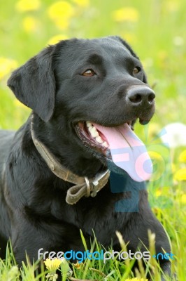 Labrador Panting Stock Photo