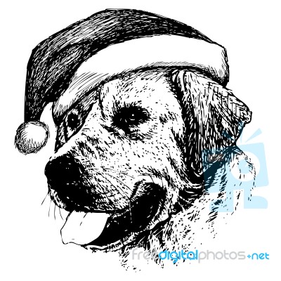 Labrador Retriever Dog With Christmas Santa Hat Stock Image