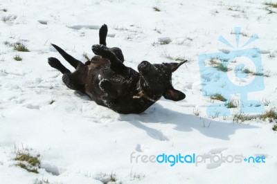 Labrador Rolling In The Snow Stock Photo Labrador Rolling In The Snow Stock Photo