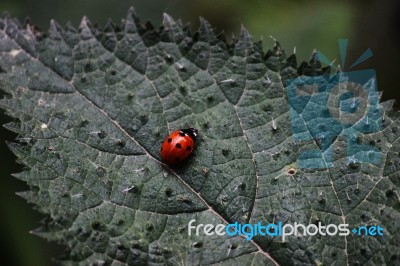 Lady Bug Beetle Stock Photo