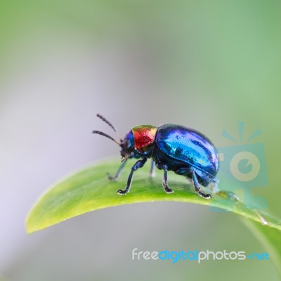 Lady Bug On A Gree Leaf Stock Photo