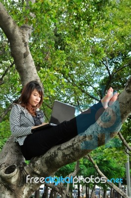 Lady Sitting On Tree With Laptop Stock Photo