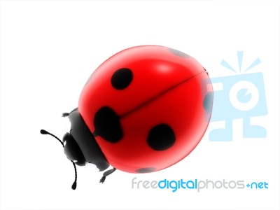 Ladybird Stock Image
