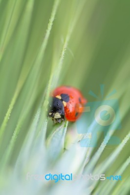 Ladybird Stock Photo