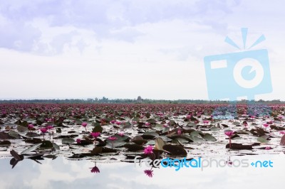 Lake Of Red Lotus At Udonthani Thailand (unseen In Thailand) Stock Photo