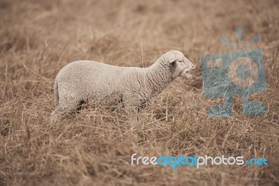Lamb On The Farm Stock Photo