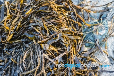 Laminaria (kelp) Seaweed On Sea Sand Stock Photo