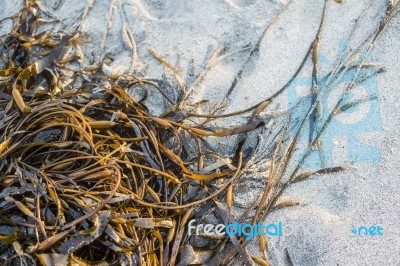 Laminaria (kelp) Seaweed On Sea Sand Stock Photo