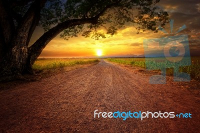 Land Scape Of Dustry Road In Rural Scene And Big Rain Tree Plant Against Beautiful Sunset Sky Use For Natural Background Stock Photo