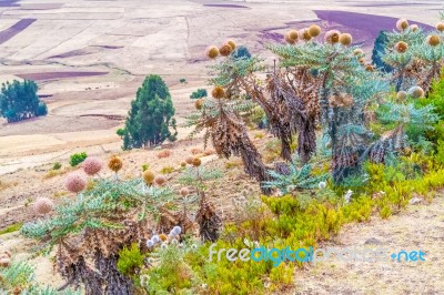 Landscape In Ethiopia Near Ali Doro Stock Photo
