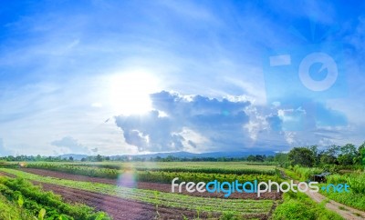 Landscape Of Corn Field And Local Road With The Sunset  Stock Photo