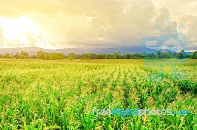 Landscape Of Corn Field And Wide Corn Farm With The Sunset Stock Photo
