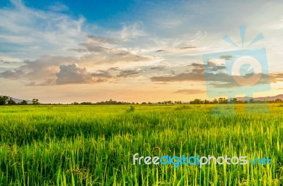 Landscape Of Cornfield And Green Field With Sunset On The Farm Stock Photo