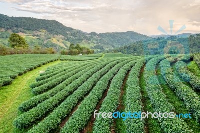 Landscape Of Green Tea Plantation Stock Photo